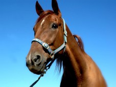 Original Andalusian Horses Show